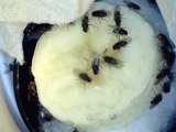 Drosophila Melanogaster On Banana