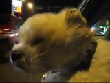 Puppy dog sticking his head out the car window at night