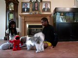 Shih Tzu Puppy Meets Elmo Live