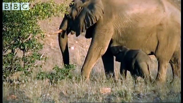 Meet the elephant calves of the Namib Desert - BBC animals