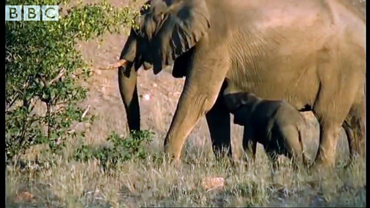 Meet the elephant calves of the Namib Desert - BBC animals