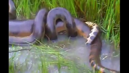giant anacondas fighting