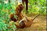 Tigre - animais selvagens (Tiger tribute compilation) Grandes felinos