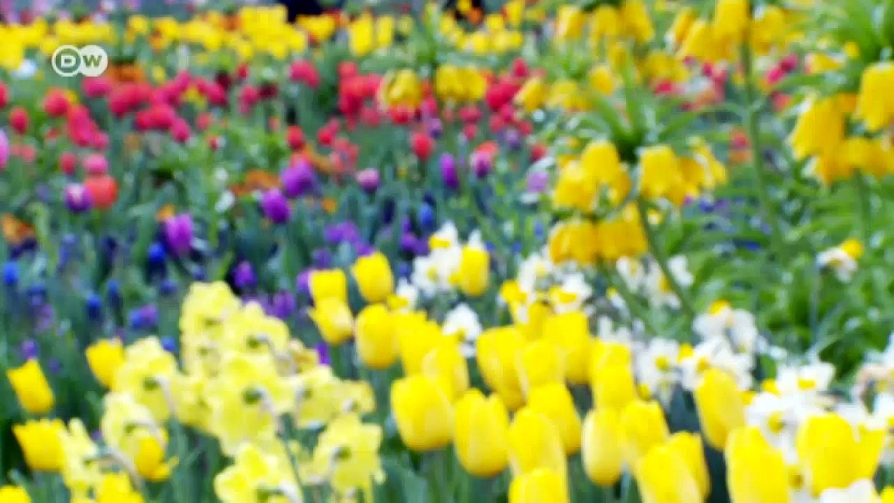 Brandenburg - Flower Power bei der BUGA | Hin & weg