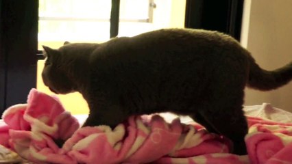 Un gros chat qui masse une couverture