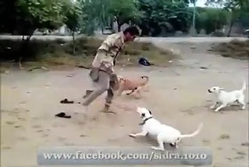 One Man vs 3 Dogs
