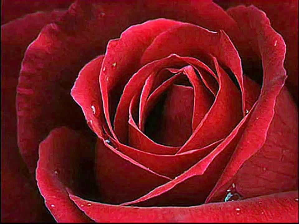 Yavuz Bingöl-Kirmizi Gül Demet Demet