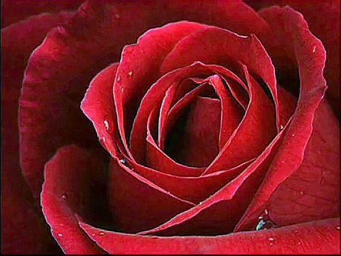 Yavuz Bingöl-Kirmizi Gül Demet Demet