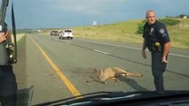 Policeman Showing Brutality with Injured Deer