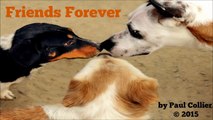 Friends Forever, a lovely piano instrumental by Paul Collier ©2015