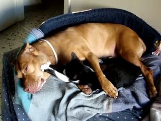 Un chaton câline un pitbull