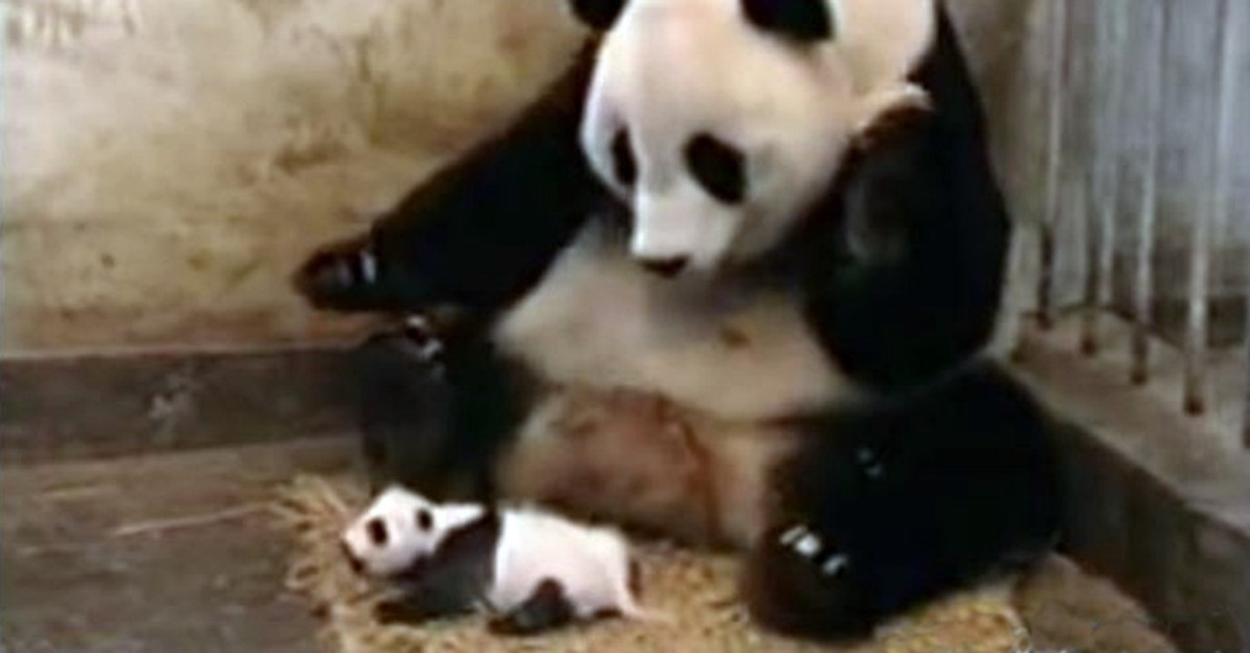 Bébé Panda éternue