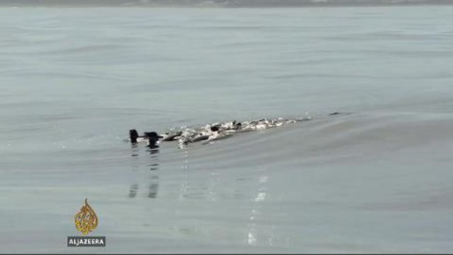 South African conservationists saving African penguins