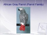African Surmai Tota(Gray Parrot) Dr.Ashraf Sahibzada
