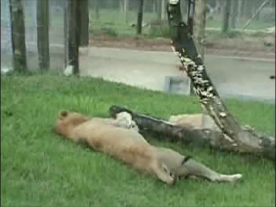 Un lion découvre l'herbe et la liberté pour la première fois de sa vie : magique!