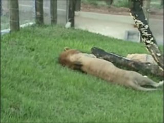 Lion free for the first tim of his life discovering grass and nature!