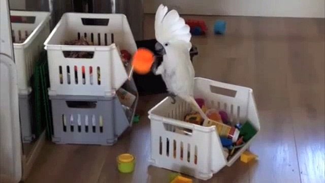 Ce perroquet crie dans un gobelet pour modifier sa voix! Dingue...