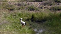 Croquis et aquarelles de cigognes dans le bas Alentejo