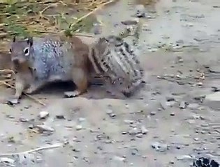 Snake VS Angry Squirrel