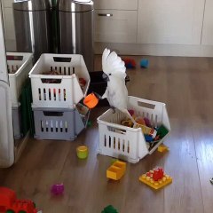 Un perroquet complètement fou et très drole joue avec un gobelet!