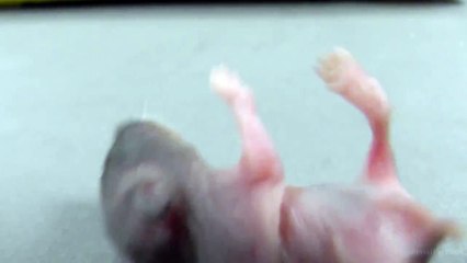 Filhote de Hamster com 10 Dias de Vida