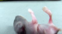 Filhote de Hamster com 10 Dias de Vida