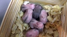 Filhotes de Hamster Anão Russo 11º dia