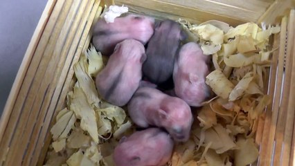 Filhotes de Hamster Anão Russo 11º dia