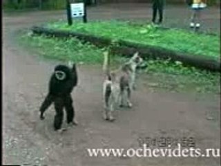 Funny Video Today   funny anmal