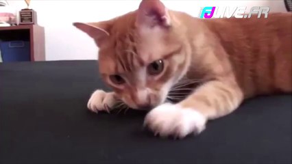 C'est difficile de faire son lit quand on a un chat