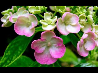 ŞİMDİMİ GELDİ AKLINA İsLaMsOR