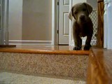 Buggs..my Silver Lab