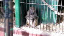 القرود فى حديقة الحيوان بالجيزة