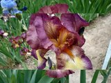 Iris Flower Garden, Irises, Bulbs
