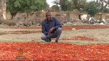 Nigeria's tomato farmers hit by low prices