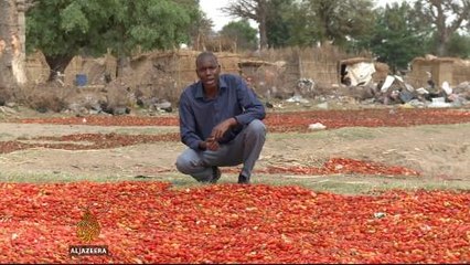 Nigeria's tomato farmers hit by low prices