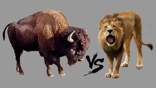 Bizon vs Aslan - Dailymotion Video