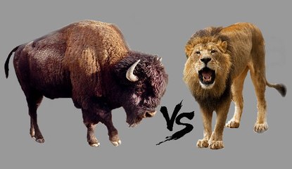 Bizon vs Aslan