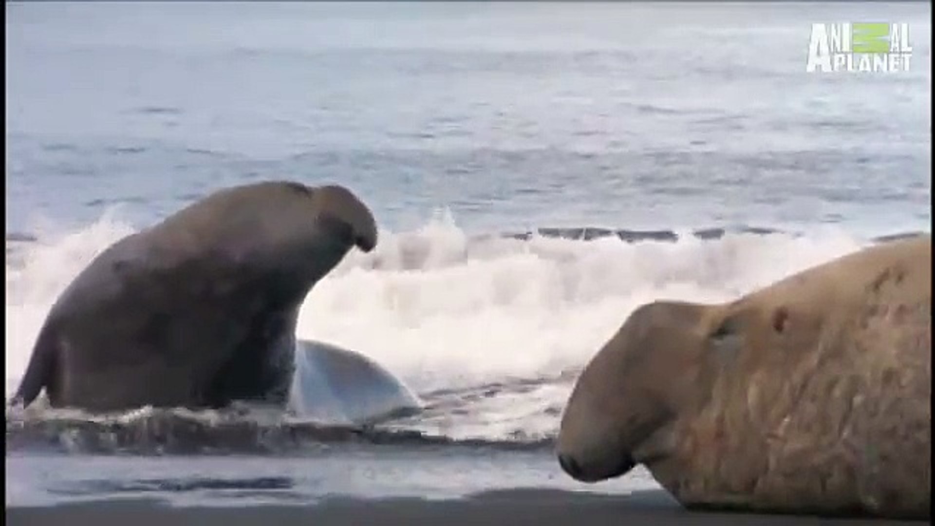 orca hunting seals