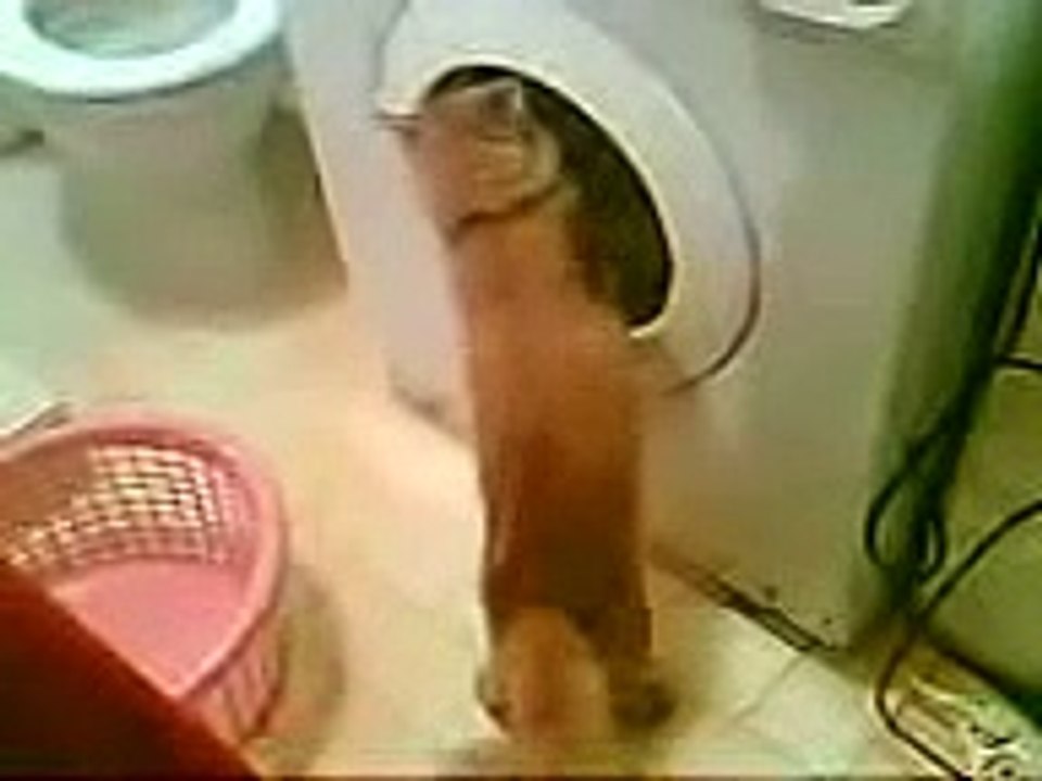 Deli kedi yumoş