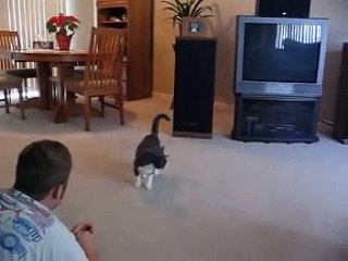 Cat playing fetch with beer bottle cap