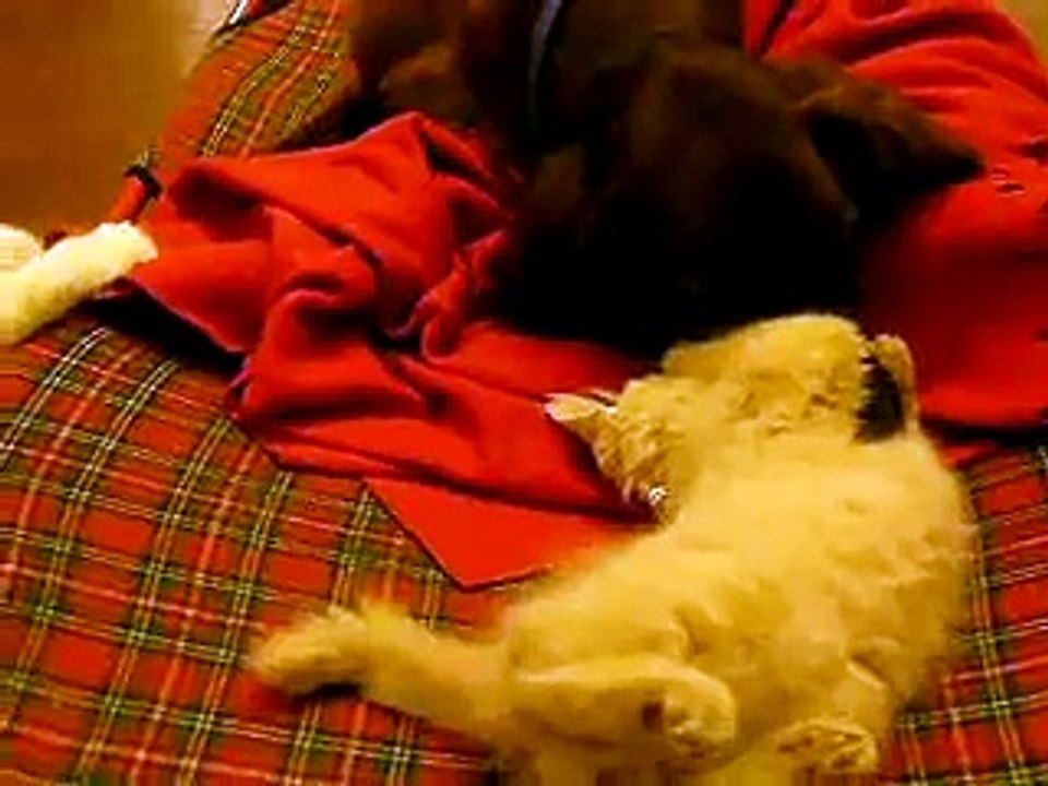 cane e gatti amici. divertente! giocano insieme. dolci