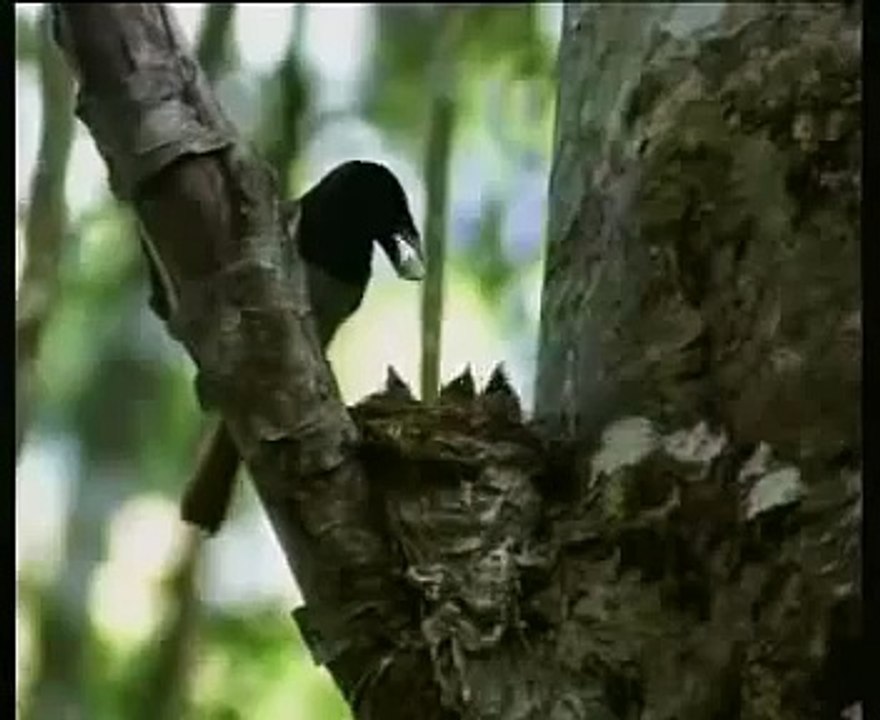 Mentos Birds