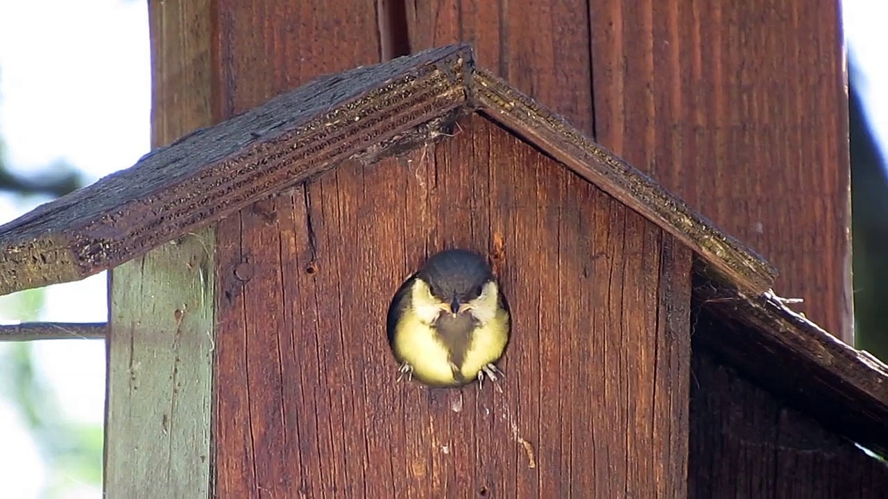 Bébés mésanges (tentative de quitter le nid)
