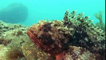 Diving in the Mediterranean Sea: Portimão, Portugal