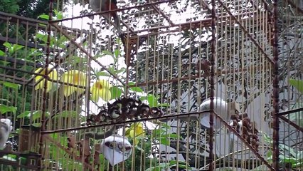 chào mào huế đấu trường