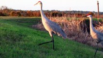 Sandhill Cranes Up Close and Personal - (Grus canadensis)