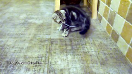 Too Angry Cat named Toffee