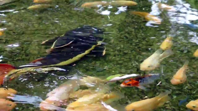 Hahaha Funny Video Boy Falling Into Koi Fish Pond