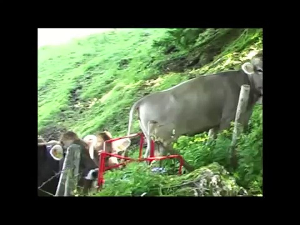 Crazy Cows Gone Mad